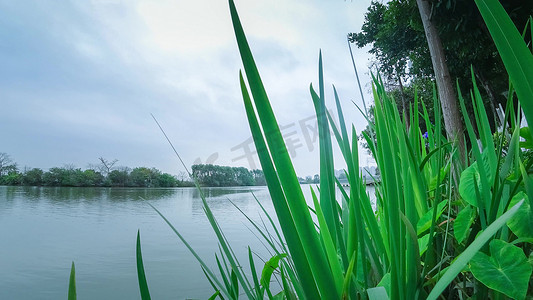 风景春夏摄影照片_春天夏天江河边小草