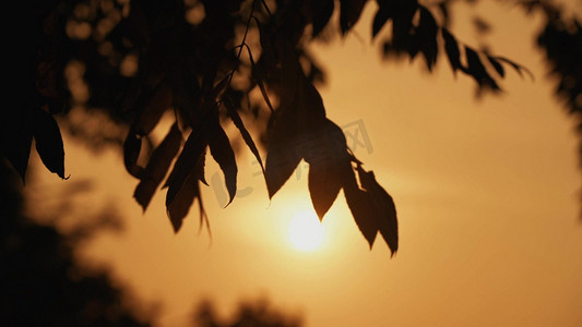 风景暖色摄影照片_唯美夕阳下的树叶植物剪影自然风景