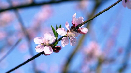 樱花特写