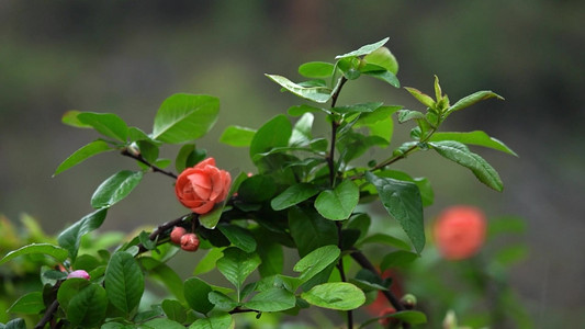 春雨文集摄影照片_治愈春天春雨雨水打在月季花