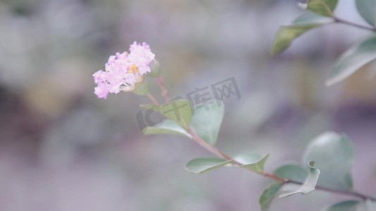 粉色樱花树枝摄影照片_高清实拍粉色樱花