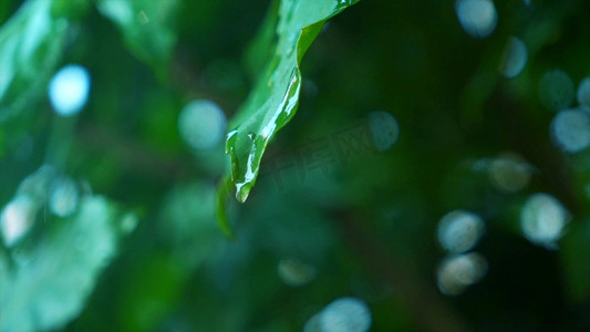 1080雨中绿叶水珠滴落的植物慢镜头实拍