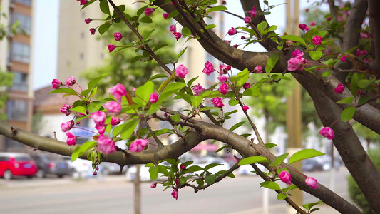 城市春天粉红唯美花朵盛开
