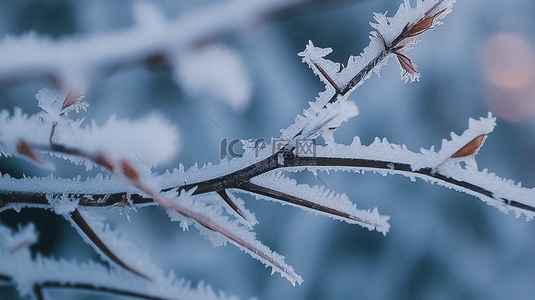 深秋初冬背景图片_霜降节气晨光里挂霜的树枝枝叶