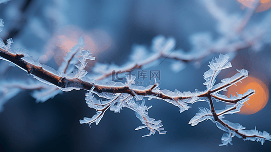 节气霜降背景图片_霜降节气晨光里挂霜的树枝枝叶