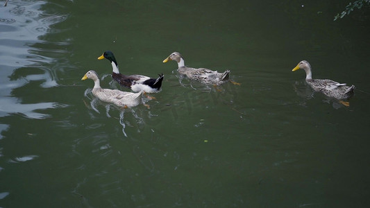 在池塘里游泳的小鸭子