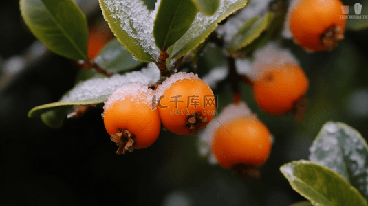 秋天霜降节气浆果植物