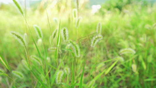 唯美风吹狗尾巴草摇曳唯美