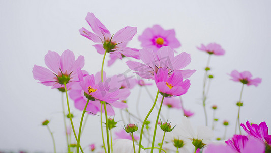 实拍春天风景阳光唯美波斯菊花