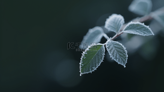 树枝雪雪背景图片_被秋霜覆盖着的树叶霜降节气