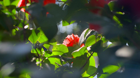 红花绿叶摄影照片_春天阳光下的绿叶茶花实拍1080