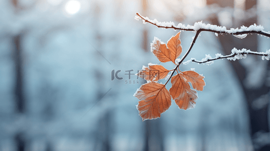 秋天背景图片_霜降节气覆盖着秋霜枝叶质感霜雪