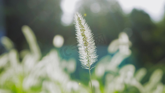 狗尾草摄影照片_实拍春天风景阳光下的狗尾草意境