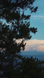 傍晚蓝天下的松树自然风景竖屏风景