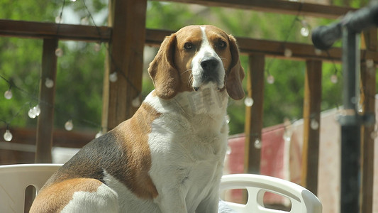 汪星人比格犬狗狗萌宠