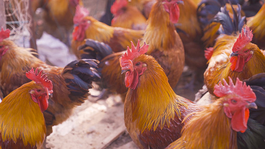 生态养殖摄影照片_农村家禽公鸡养殖实拍