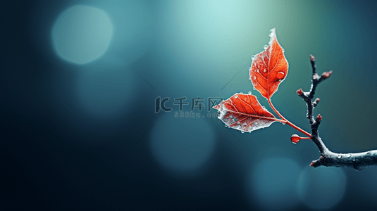 霜降节气背景图片_霜降节气被秋霜覆盖着的红叶