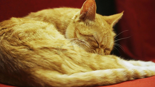 可爱小猫橘猫舔舐身体小动物实拍