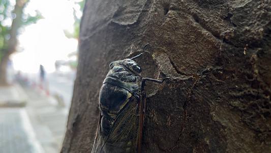 实拍夏天风景知了夏季昆虫