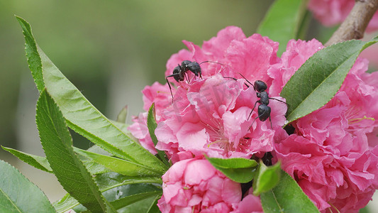盛开花朵蚂蚁攀爬气息昆虫