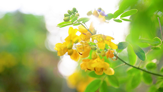 实拍阳光温暖照射鲜花治愈逆光穿透树叶唯美