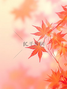 秋天枫叶树叶背景18