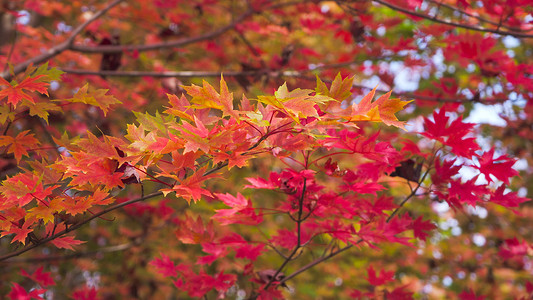 实拍秋天风景红枫林枫叶红了