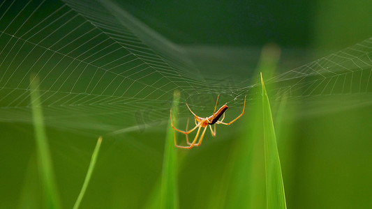 绿色蜻蜓摄影照片_实拍野外昆虫豆娘蜘蛛网喜子