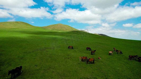 航拍蓝天下的美丽草原和草原上的马匹