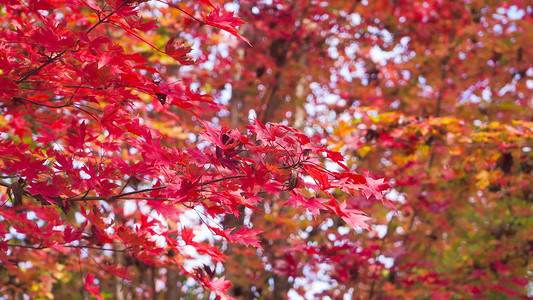 实拍秋天风景红枫林枫叶红了