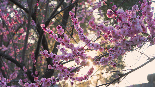 实拍春天意境自然风景粉红色梅花透光阳光照射