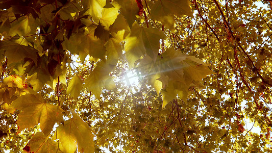 拍摄秋天枫树枫叶透光逆光唯美意境