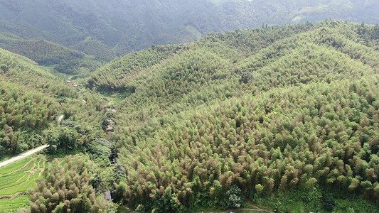 宣传大气摄影照片_航拍绿色竹林竹海