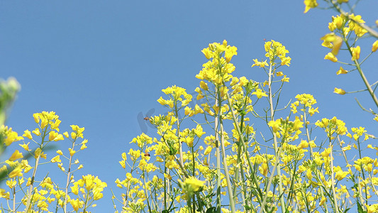 春天菜花摄影照片_实拍春天盛开的油菜花自然风光