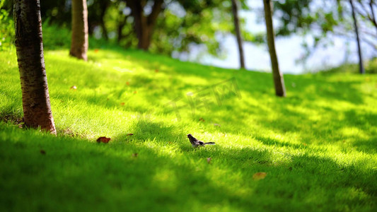 小清新自然风光摄影照片_实拍小清新阳光照射下草坪上跳跃觅食的小鸟