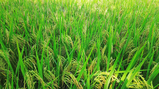 实拍绿色杂交水稻麦穗农业种植