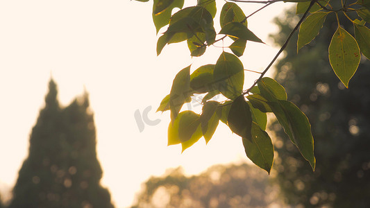 实拍春天意境夕阳下树叶漏光透光阳光照射意境