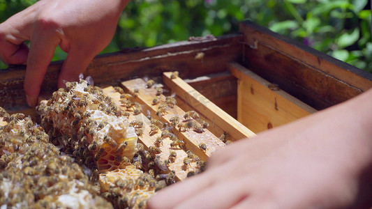 蜜蜂翅膀振动摄影照片_实拍蜂箱中的蜜蜂活动