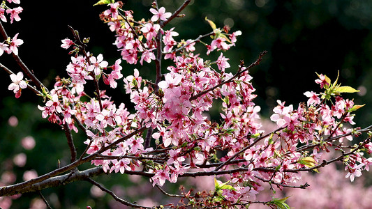 春舔唯美小清新粉色樱花