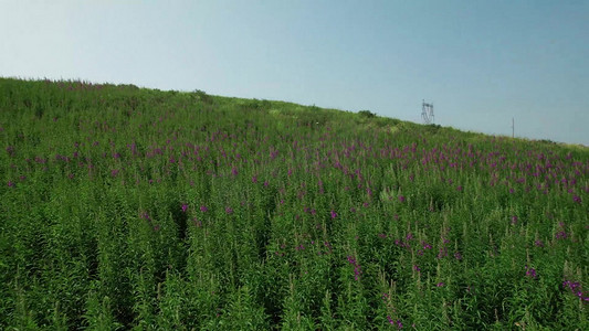 兰花草地摄影照片_航拍草原上盛开的柳兰花