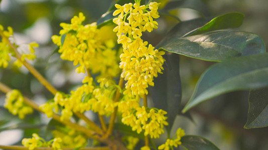 桂花摄影照片_实拍秋天植物桂花特写