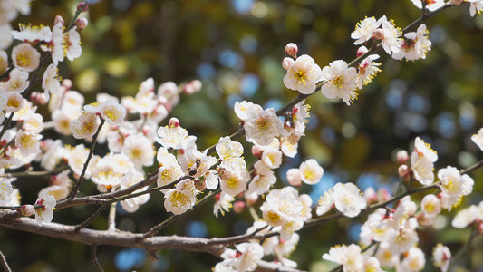 实拍春天意境唯美盛开的樱花花朵蜜蜂采蜜
