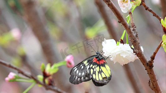 春立春摄影照片_实拍春天盛开的樱花蝴蝶采蜜