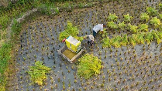 航拍环绕农民伯伯收水稻