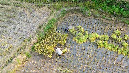 航拍农民伯伯割水稻空中固定机位