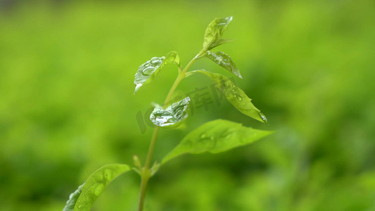 清新唯美的雨中绿植花草微距镜头
