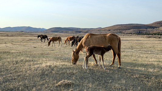 内蒙古乌兰布统草原牧场马匹