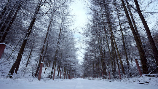 松鹤中国风名片摄影照片_雪中的森林树木雾松