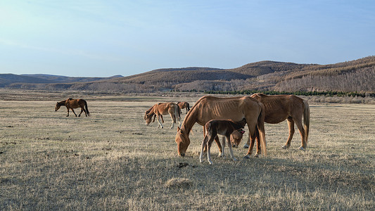 乌兰布统草原摄影照片_内蒙古乌兰布统草原牧场马匹