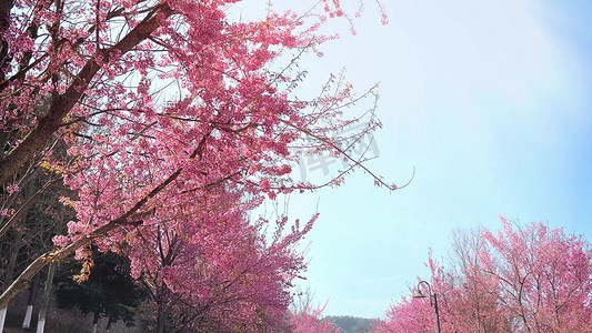 春天温暖樱花开花阳光斑驳树影慢镜头